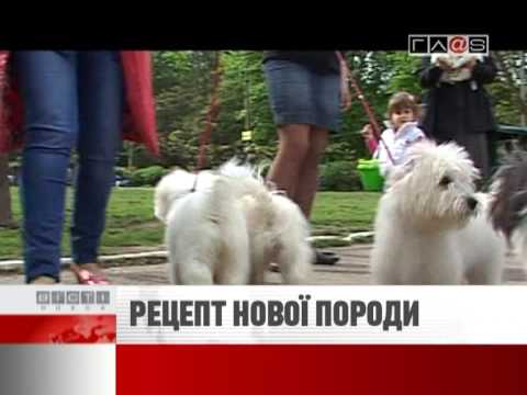 Одесская домашняя идеальная собака