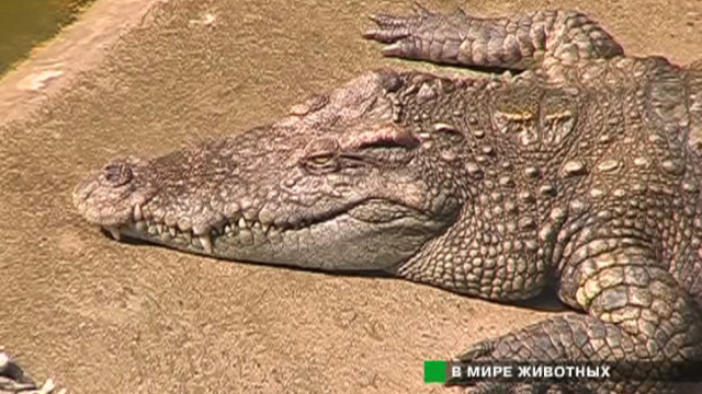 Крокодилье шоу в Тайланде