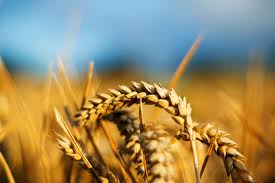 Для пшеницы повышен прогноз
