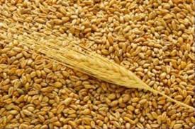 Украина в тройке экспортеров зерна