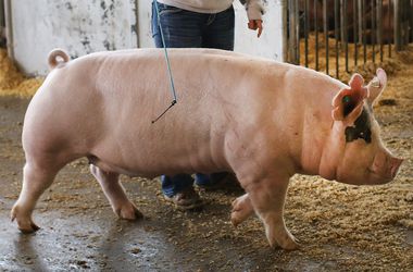 В Украине обнаружили чуму свиней