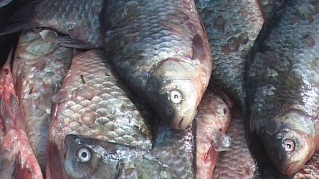 Рыбопродуктивность водоёмов Одесского региона