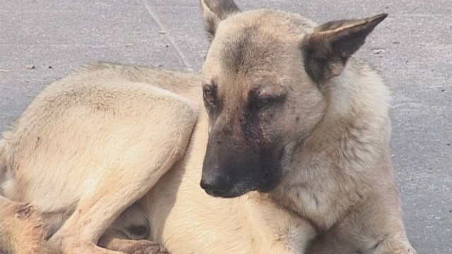 Число бездомных животных в Одессе уменьшилось в 2 раза