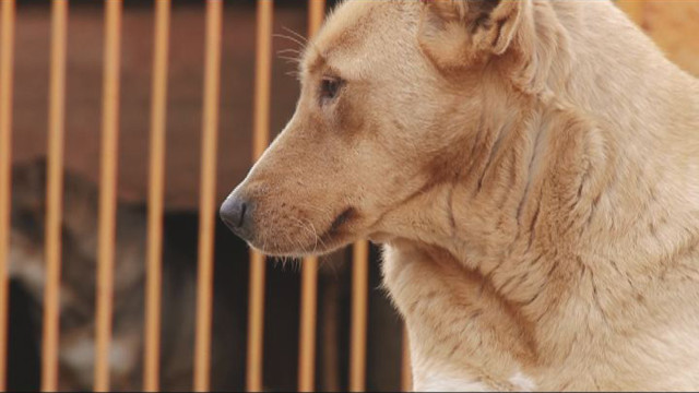 Приют Ковчег: Помощь бездомным животным