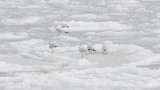 Зимние морозы: помощь чайкам