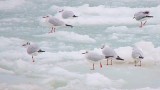 Чайки на льдине у одесского побережья Черного моря
