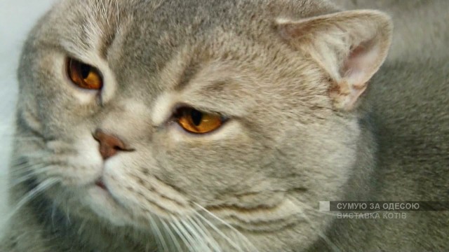 Выставка кошек в Одессе на морвокзале