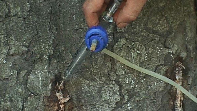 Одесские деревья в безопасности: прививание от минирующей моли