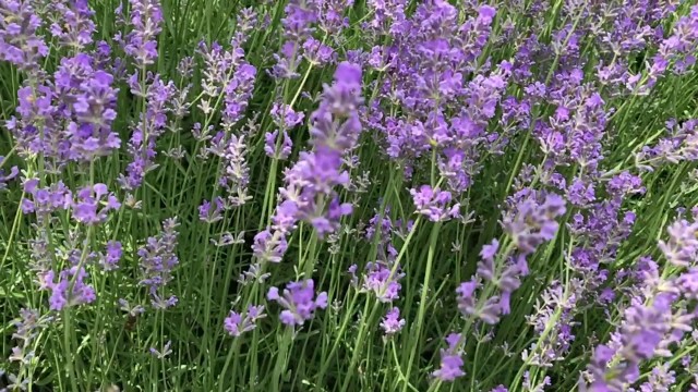 Bees&Lavender//Лаванда и пчёлы