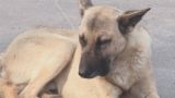 Скорая помощь для животных появится в Одессе
