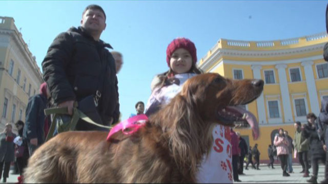 У добра нет пород и границ: марш спасенных собак