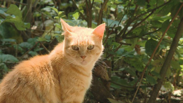 Стерилизация и вакцинация бездомных котов и кошек в Одессе