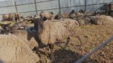 Операция «овцы»: кто окажется виноватым?