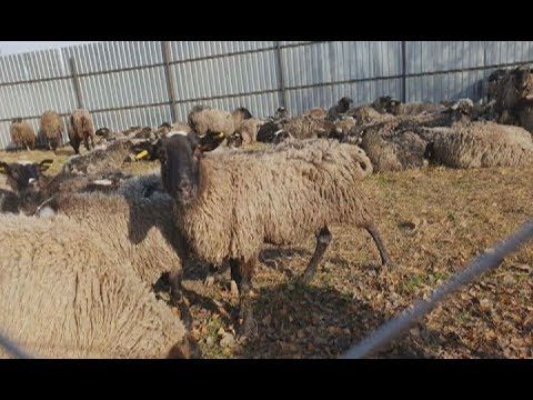 Фура з вівцями: боротьба за життя проти системи