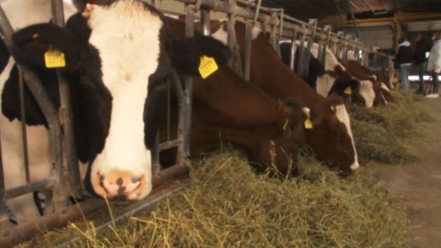 Розвиток молочного скотарства в Одеській області